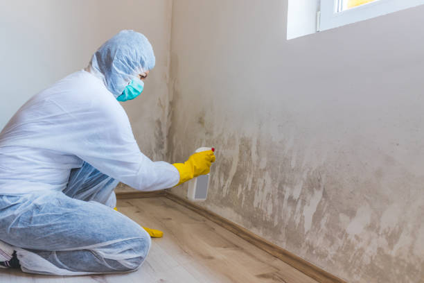 Licensed Attic Mold Removal service in Portsmouth, VA - Cheap Mold Removal