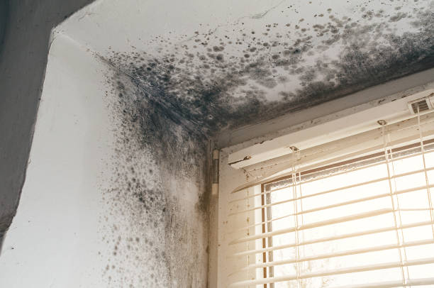 Affordable Basement Mold Removal solutions in Portsmouth, VA