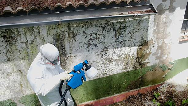 Top rated local Basement Mold Removal specialists in Portsmouth, VA